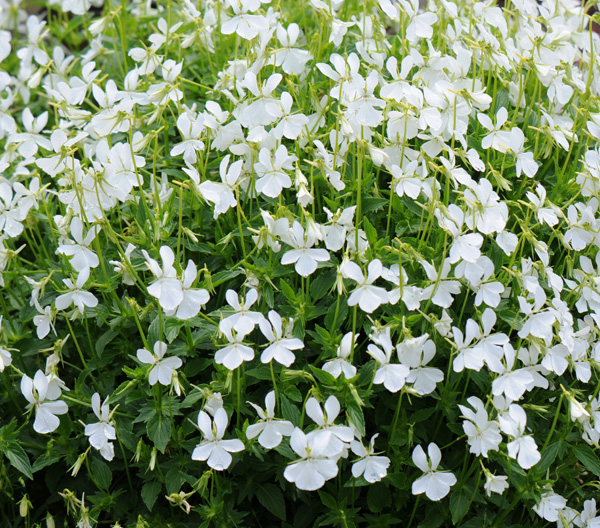 Viola cornuta 'Alba' North American Rock Garden Society